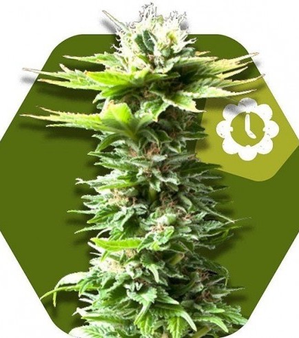 Power Kush Autofiorente (Zambeza Seeds)