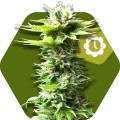 Power Kush Autofiorente (Zambeza Seeds)