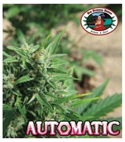 Automatic (Big Buddha Seeds)