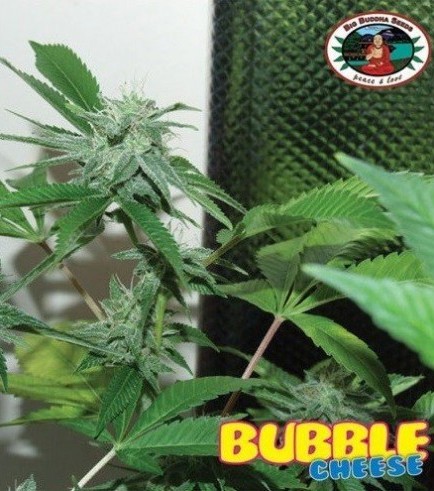 Bubble Cheese (Big Buddha Seeds)