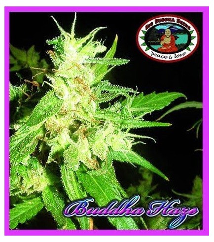 Buddha Haze (Big Buddha Seeds)