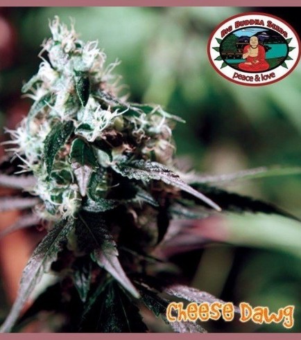 Cheese Dawg (Big Buddha Seeds)