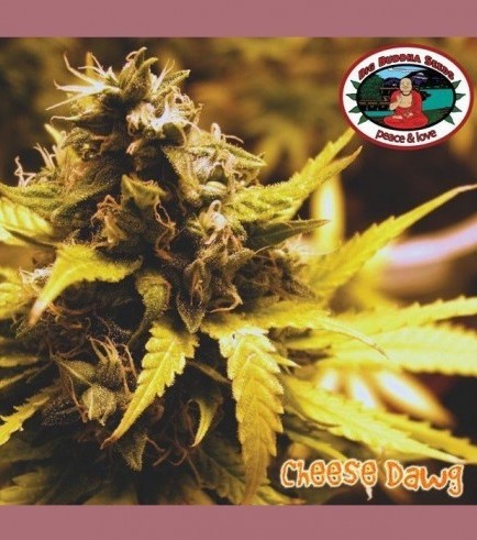 Cheese Dawg (Big Buddha Seeds)