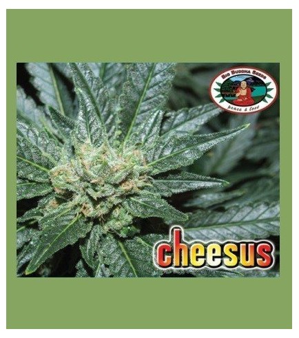 Cheesus (Big Buddha Seeds)