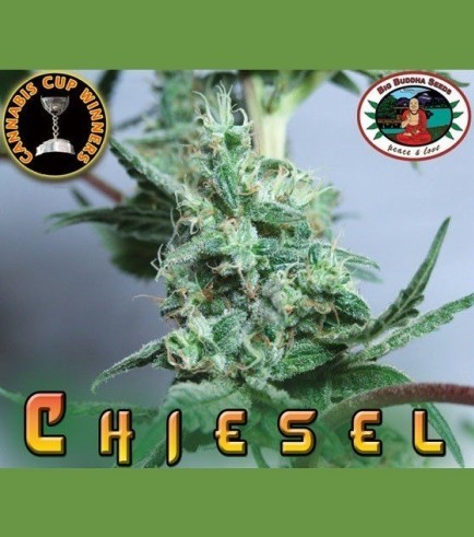 Chiesel (Big Buddha Seeds)