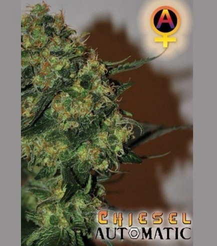 Chiesel Automatica (Big Buddha Seeds)