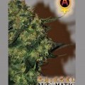 Chiesel Automatica (Big Buddha Seeds)