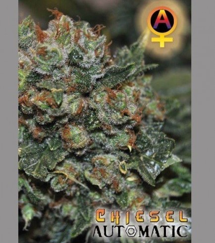 Chiesel Automatica (Big Buddha Seeds)