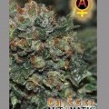 Chiesel Automatica (Big Buddha Seeds)