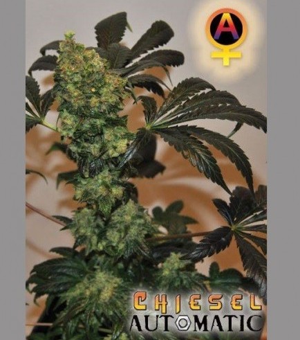 Chiesel Automatica (Big Buddha Seeds)