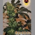 Chiesel Automatica (Big Buddha Seeds)