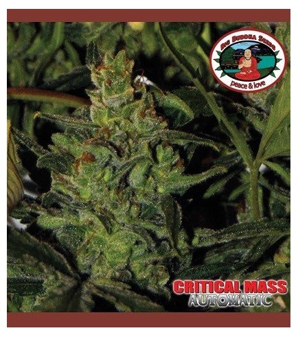 Critical Mass Automatica (Big Buddha Seeds)