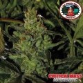 Critical Mass Automatica (Big Buddha Seeds)