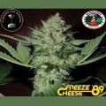 Freeze Cheese '89 (Big Buddha Seeds)