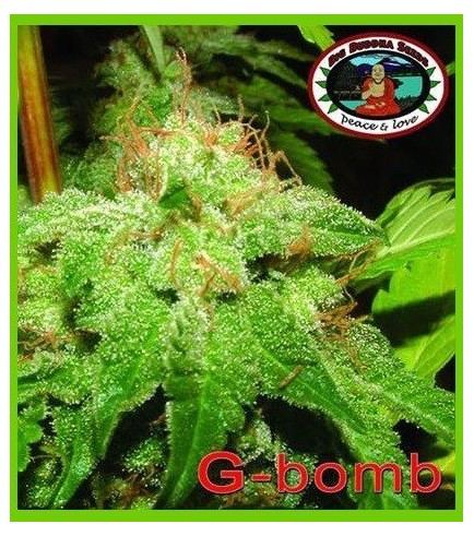 G-Bomb (Big Buddha Seeds)