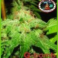 G-Bomb (Big Buddha Seeds)