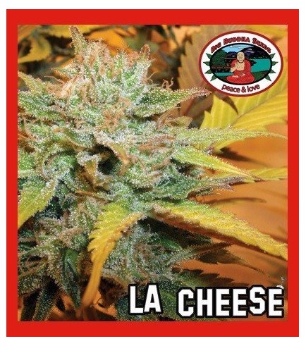 L.A. Cheese (Big Buddha Seeds)