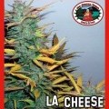 L.A. Cheese (Big Buddha Seeds)