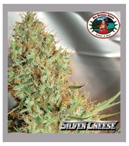 Silver Cheese (Big Buddha Seeds)