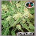 Silver Cheese (Big Buddha Seeds)