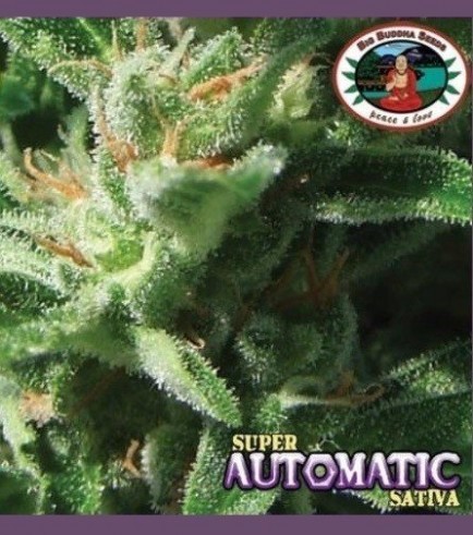 Super Automatic Sativa S.A.S. (Big Buddha Seeds)