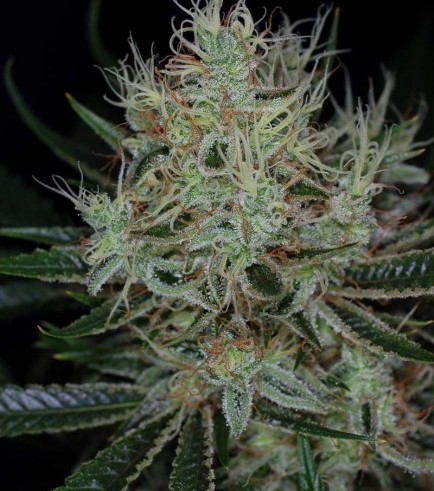 Jack The Ripper (TGA Subcool Seeds)