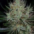 Jack The Ripper (TGA Subcool Seeds)