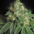 Jesus OG (TGA Subcool Seeds)