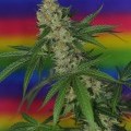 Jillybean (TGA Subcool Seeds)