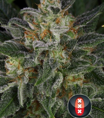 Serious Kush (Serious Seeds)