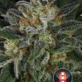 Serious Kush (Serious Seeds)