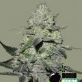 Gorilla Bomb (Bomb Seeds)