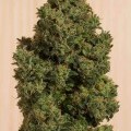 Blue Dream CBD (Humboldt Seeds)