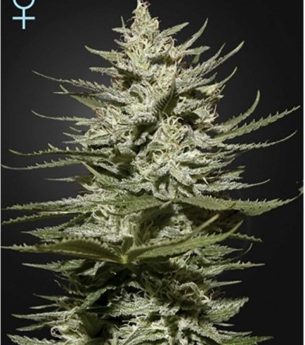 The Church CBD (Greenhouse Seeds)