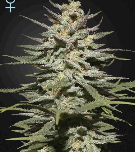 Super Lemon Haze CBD (Greenhouse Seeds)