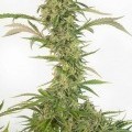 OG Kush Autoflowering CBD (Dinafem)