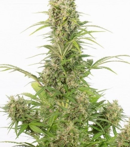 White Widow Autofiorente CBD (Dinafem)