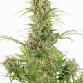 White Widow Autofiorente CBD (Dinafem)