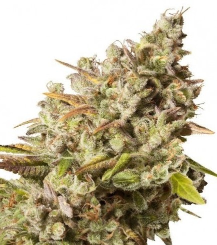 Royal Gorilla (Royal Queen Seeds)