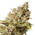 Royal Gorilla (Royal Queen Seeds)