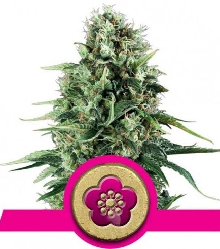 Power Flower (Royal Queen Seeds)