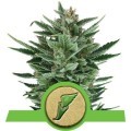 Quick One (Royal Queen Seeds)