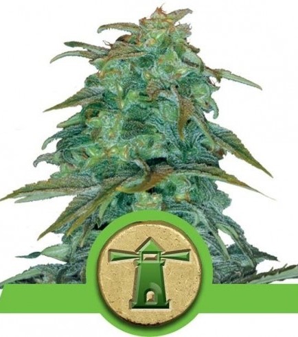 Royal Haze Automatic (Royal Queen Seeds)