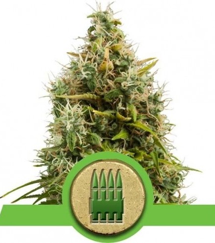 Royal AK Automatic (Royal Queen Seeds)