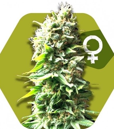 Skunk (Zambeza)