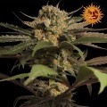 Violator Kush (Barney's Farm)