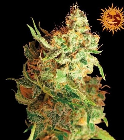 Red Dragon (Barney's Farm)