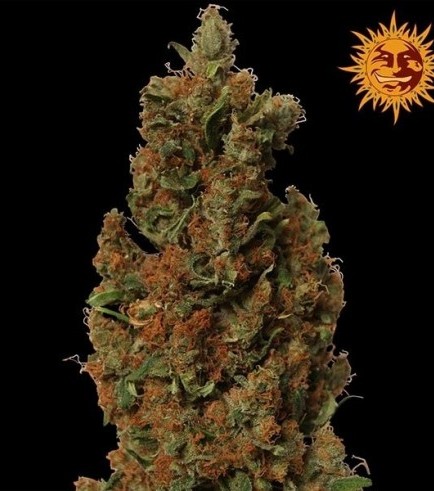 Red Diesel (Barney's Farm)