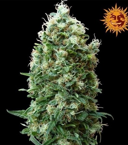 Phatt Fruity (Barney's Farm)