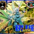 Blue Cheese (Big Buddha Seeds)